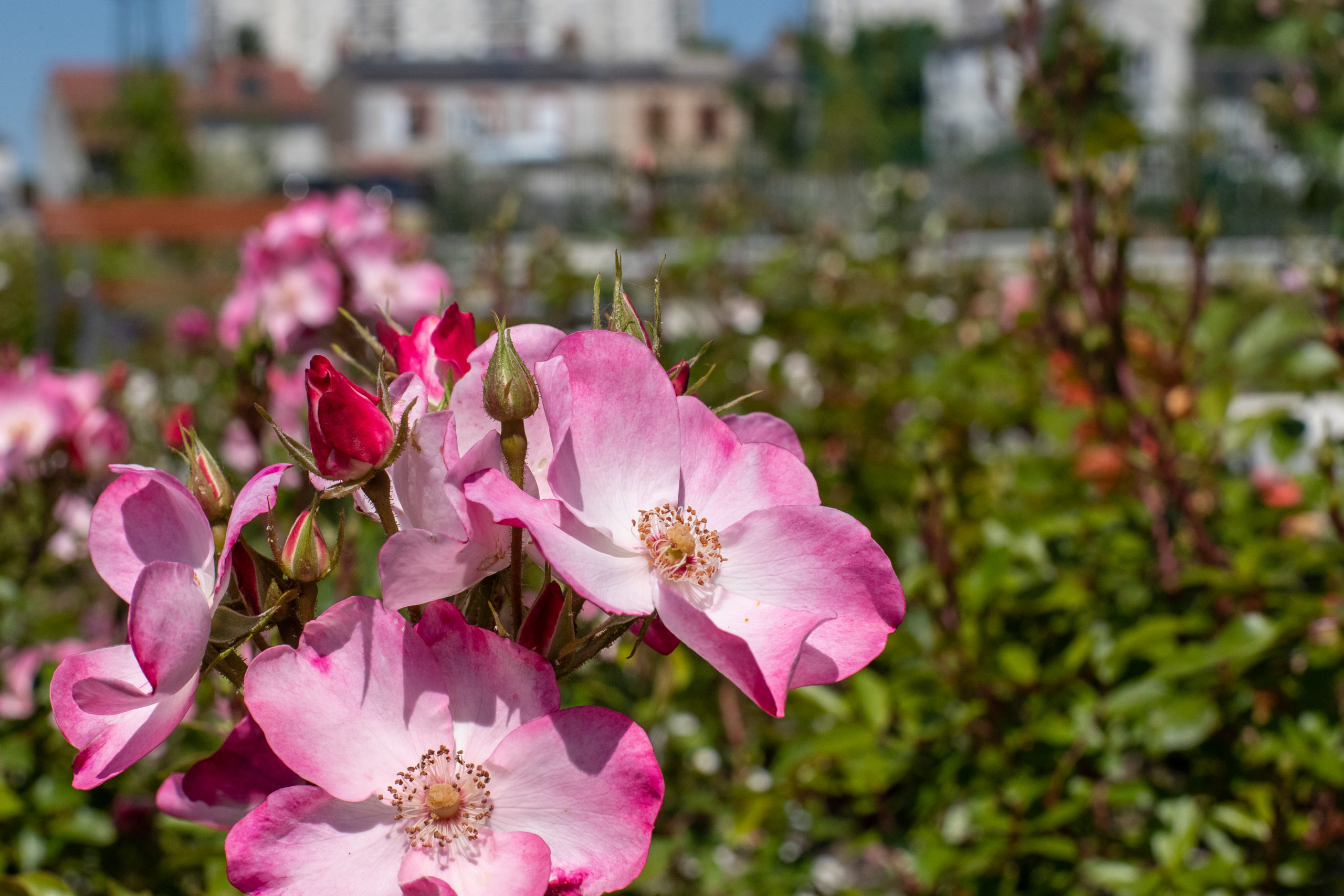 VISITE D'UN JARDIN PRIVÉ ACCUEILLANT PLANTÉ D'UNE FOULE DE ROSES ET DE  FLEURS SAUVAGES EN VENDÉE 